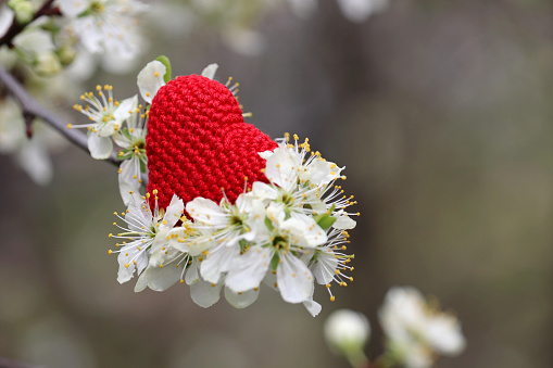 White flowers and red knitted symbol of romantic love on a branch in a garden