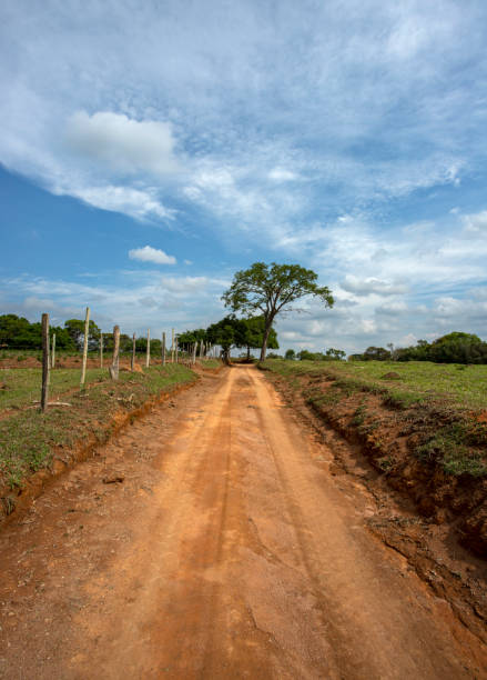 istock Dirt road and tree in the background. 1300140635