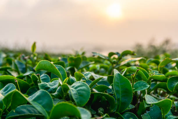 istock Fresh green tea leaf in sunrise light at tea plantation. 1300141378