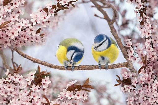 Beautiful spring scenery with couple of blue tit birds sitting on the  blooming tree