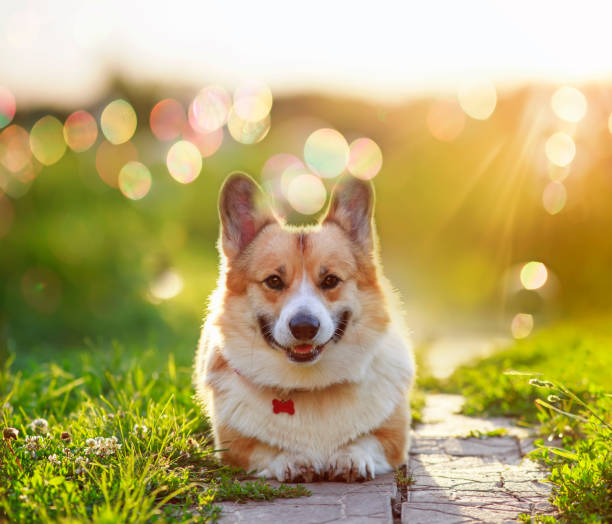 perro corgi rojo se encuentra en un jardín soleado de verano entre el resplandor brillante del sol y los rayos - corgi galés pembroke fotografías e imágenes de stock