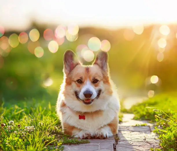 cute red Corgi dog lies in a summer sunny garden among the brilliant sun glare and rays