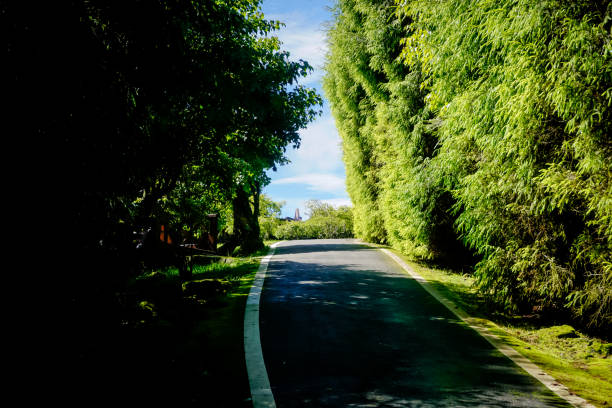 istock Walking path in Alishan Natural Park 1300142852