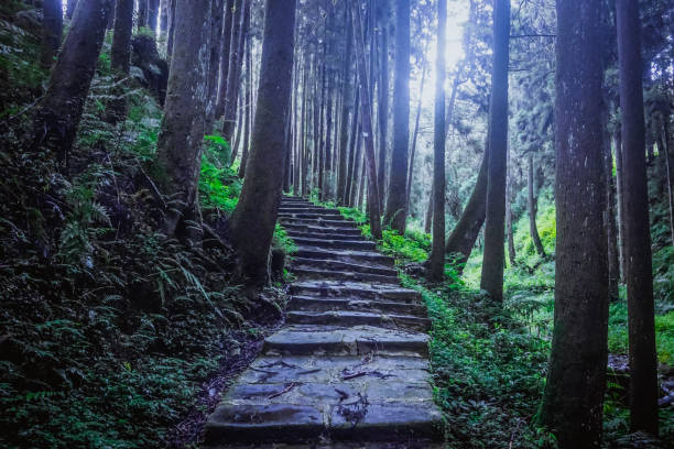 istock Mystical forest in Alishan natural park 1300142924