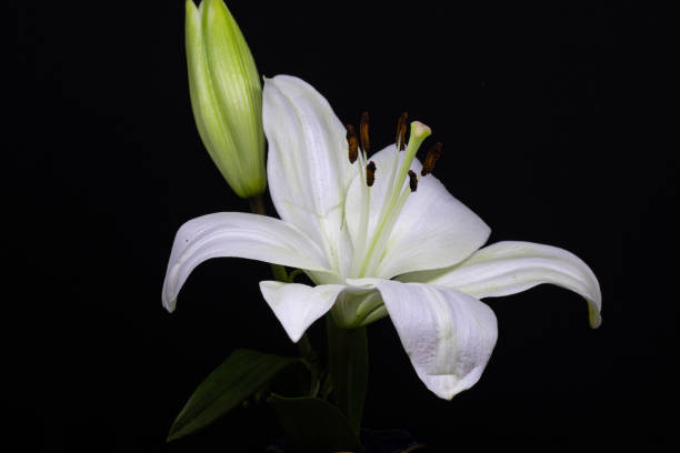 istock Close up of a flower 1300144028