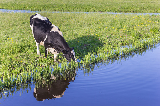 Typical dutch holstein cow drinking from a little river