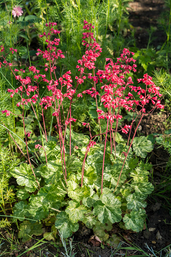 Red flowers of Euchera