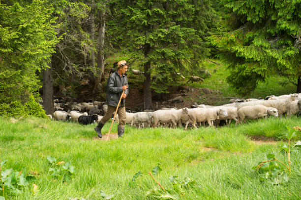 Ukraine, Rakhiv, 06.06.2018: Shepherds of sheep lead their cattle through a clearing in a wild coniferous spruce forest. Men live in a village under the mountain and in summer they rise to graze animals