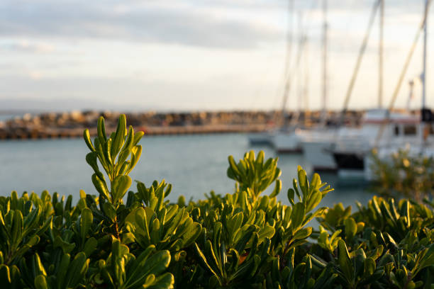istock the port of Cecina Mare (livorno) 1300146618