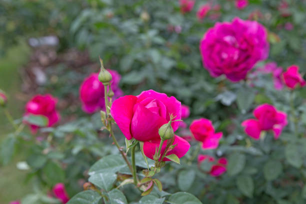 istock Nature Pink Rose flower background with green leaf focus selective. 1300148243