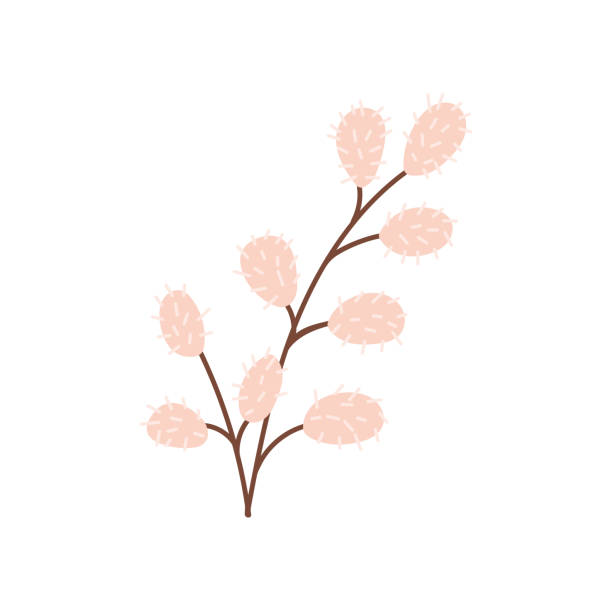 白い背景に柳の小枝。フラットスタイルのベクトル画像 - goat willow点のイラスト素材／クリップアート素材／マンガ素材／アイコン素材