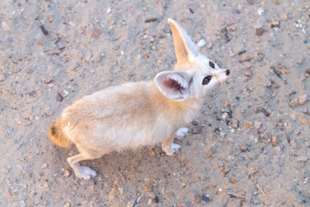istock Fennec fox or vulpes zerda wild animal 1300148660