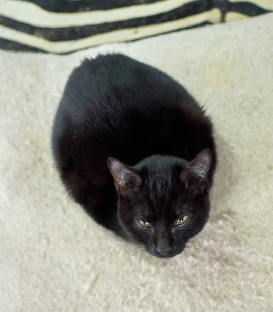 istock A sly black cat resting on the soft blanket 1300150787