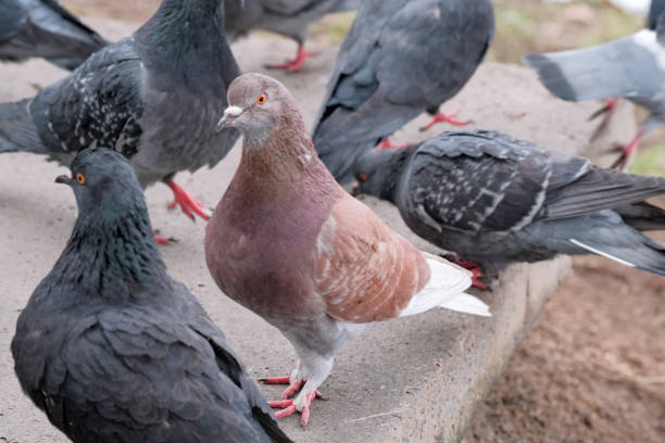 istock Wild city pigeons 1300150924