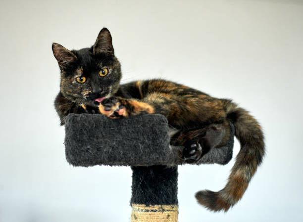 A tortoiseshell cat licking a paw and resting on the cat tree A tortoiseshell cat licking a paw and resting on the cat tree tortoiseshell cat stock pictures, royalty-free photos & images