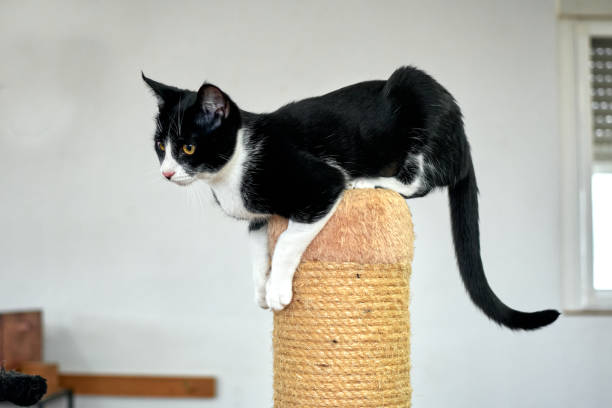 istock A closeup shot black and white cat balancing on a pole covered with rope 1300151242