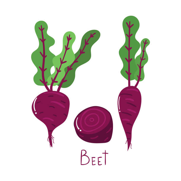 illustrazioni stock, clip art, cartoni animati e icone di tendenza di barbabietola disegnata a mano, concetto vegetale. illustrazione piatta moderna. - beet common beet isolated red