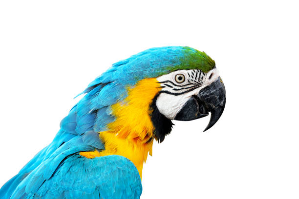 istock Closeup blue and gold macaw isolated on white background 1300151338