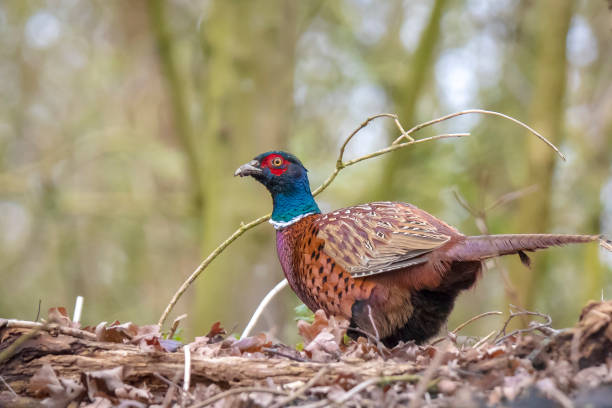 istock Male Pheasant Phasianus colchicus scavenging in a dark forest 1300151370
