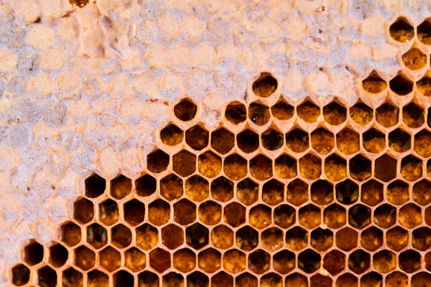 istock Honeycomb with honey and pollen. Close-up shooting 1300151376