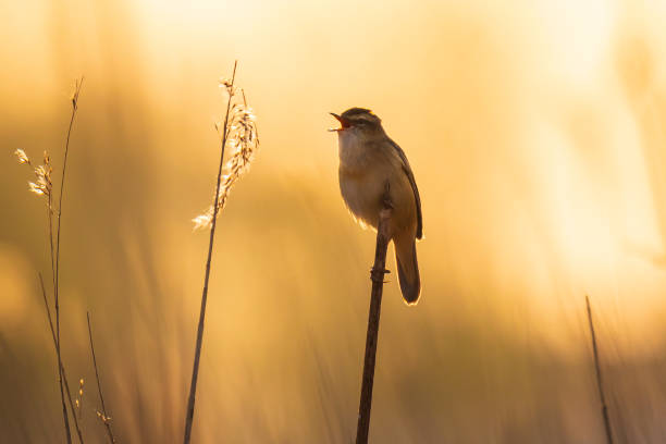 istock Sedge Warbler, Acrocephalus schoenobaenus, singing sunset 1300151394
