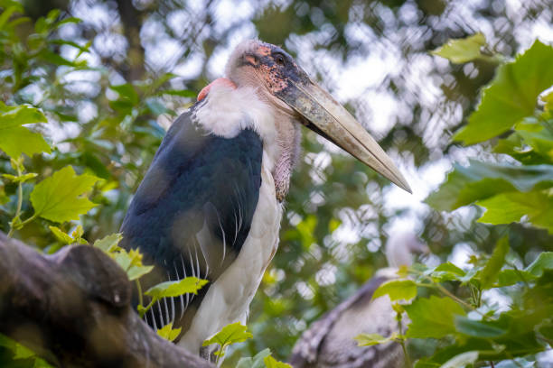 istock Marabou stork Leptoptilos crumenifer 1300151423