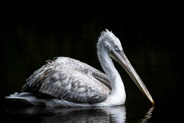 istock Dalmatian pelican, Pelecanus crispus, swimming 1300151429
