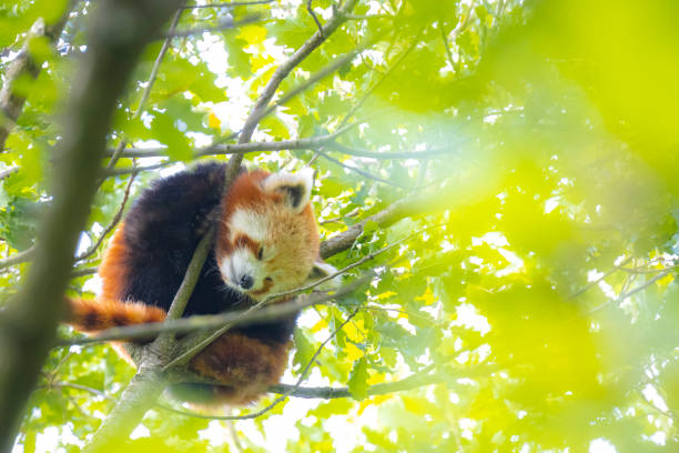 istock Little red panda, Ailurus fulgens, resting in a tree 1300151438