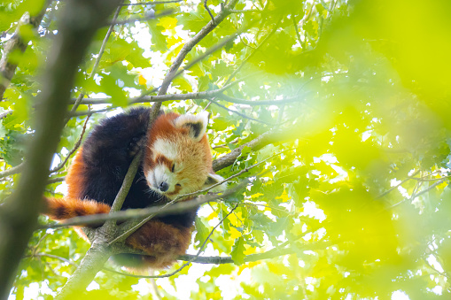 Little red panda resting in a tree facing the camera. This is a small arboreal mammal native to the eastern Himalayas and southwestern China that has been classified as endangered by the IUCN.