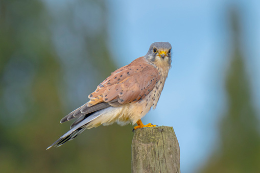 Closeup portrait of a male Common Kestrel, Falco tinnunculus, perched and eating a prey
