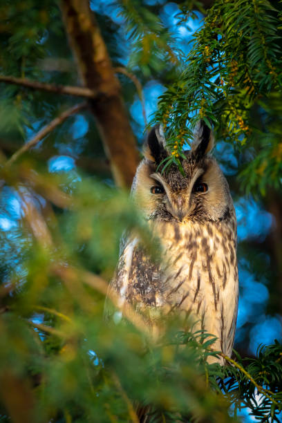 istock Long eared owl Asio otus, bird of prey perched in a tree 1300151484