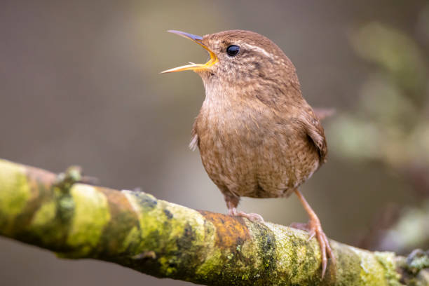 istock Eurasian Wren bird, Troglodytes troglodytes, display, singing and mating during Springtime 1300151485