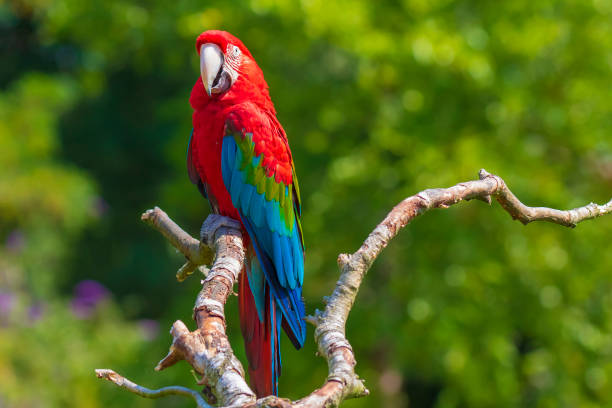 red-and-green macaw or green-winged macaw, Ara chloropterus, red-and-green macaw or green-winged macaw, Ara chloropterus, perched green winged macaw stock pictures, royalty-free photos & images
