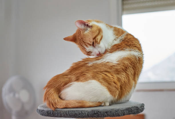 istock A funny fluffy cat grooming itself 1300151649