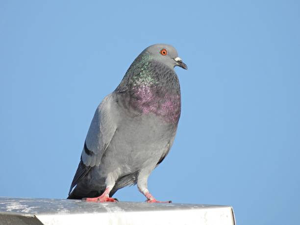 istock Rock Pigeon (Columba livia) standing on top of a roof 1300151678