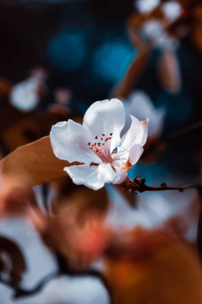 istock White cherry blossom close up. 1300151851