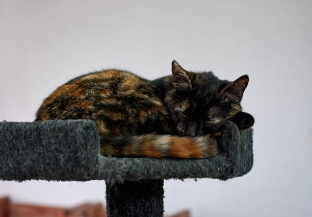 istock A cute Tortoiseshell cat snuggling and sleeping on the cat tree 1300152555