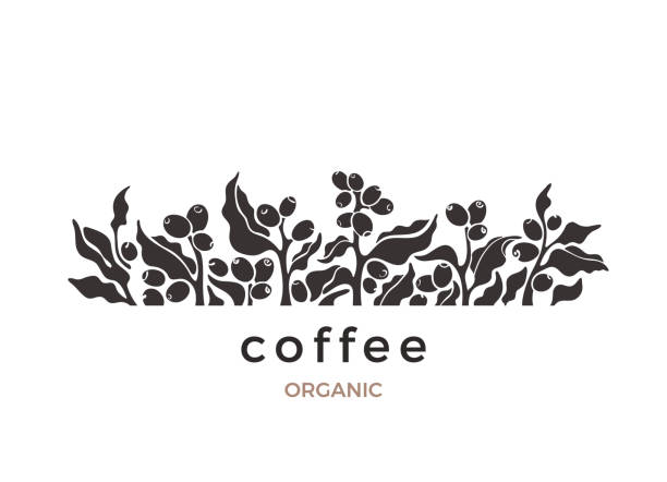 bildbanksillustrationer, clip art samt tecknat material och ikoner med kaffeväxt. vektor gränsen natur bio silhuett - coffe branch with beans