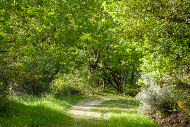 paisaje primaveral verde - english oak fotografías e imágenes de stock