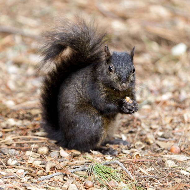 istock Color morphed Eastern Gray Squirrel Eating Acorn 1300153207