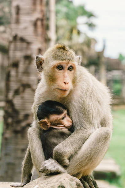istock Mother monkey and son at Angkor Wat in Cambodia 1300153714