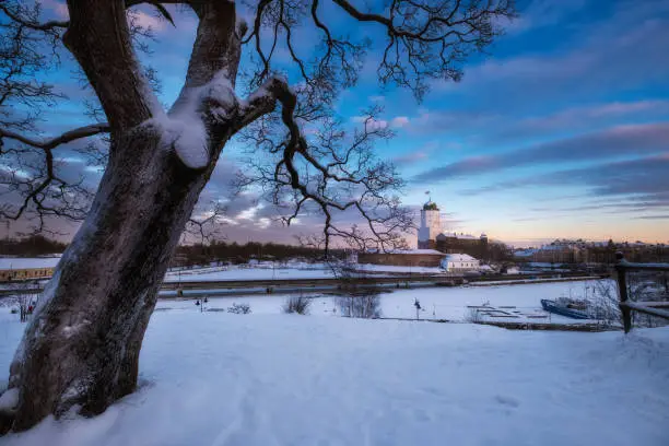 Photo of beautiful big tree on background Castle in the city of Vyborg in winter on the island of the Gulf of Finland on sunset.