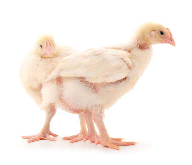 istock Two chicken or young broiler chickens. 1300154952