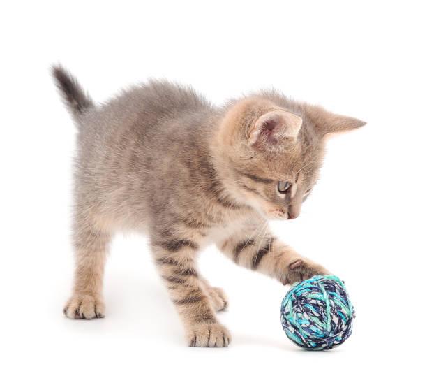 istock Little kitten playing with a ball of yarn. 1300154955