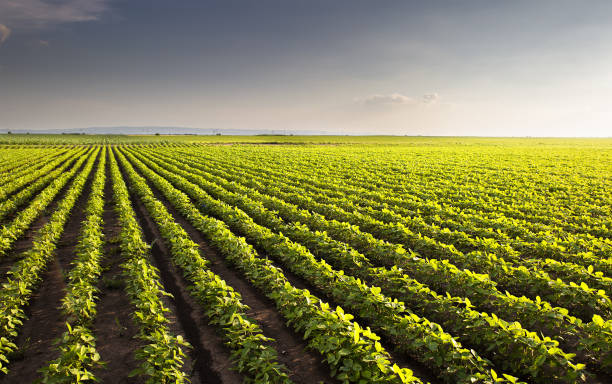 istock Open soybean field at sunset.Soybean field . 1300156923