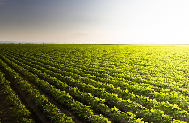 istock Open soybean field at sunset.Soybean field . 1300156992