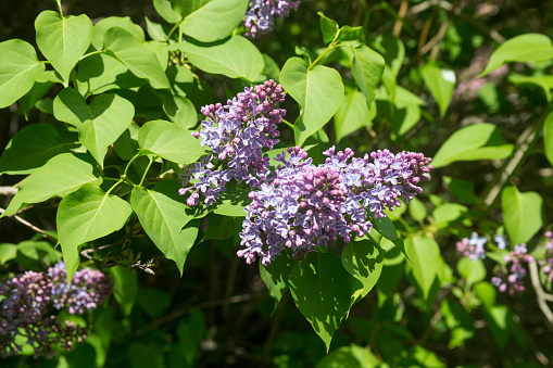 Flower of a lilac against the dark blue sky with clouds.