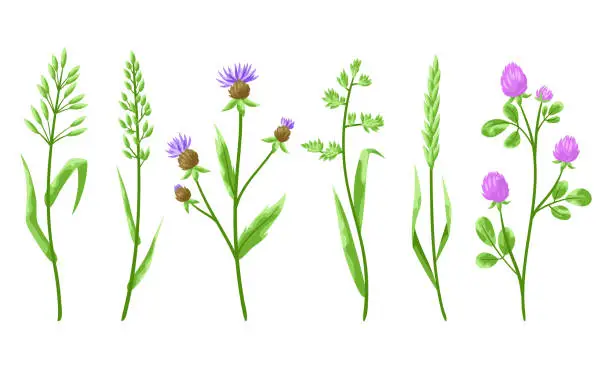 Vector illustration of Set of herbs and cereal grass.