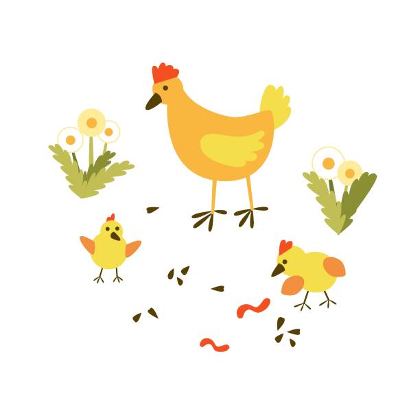 340+ Chicken Mom Stock Illustrations, Royalty-Free Vector Graphics