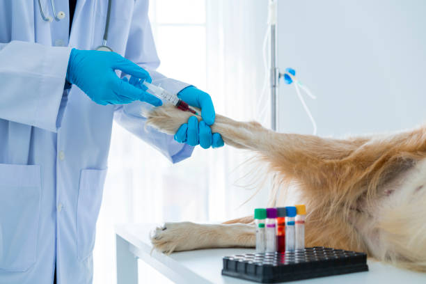 Dog injecting by vet doctor in hospital. The veterinarian is doing a dog blood test. stock photo